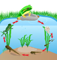 Metamorphose vector image