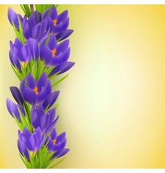 Spring card with crocus border vector image