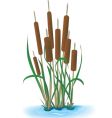 Cattails vector image