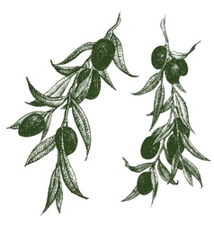 Olive Royalty Free Vector Image - VectorStock