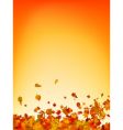 Autumn leaves background vector image