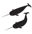 Narwhal vector image