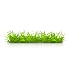 Grass vector image