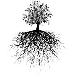 Root tree vector image