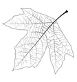 Unclolred Sycamore Leaf vector image