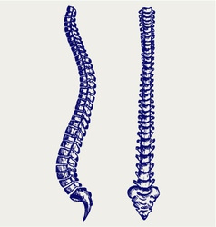 Human Anatomy Spine vector image