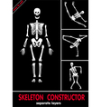 Human skeleton bones vector image