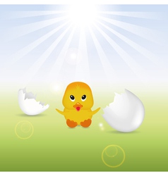 Cute Chick with Eggshells vector image