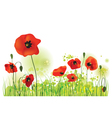 Red Poppies Field summer landscape vector image
