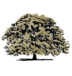 Oak tree Oak tree vector image