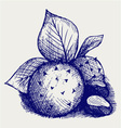 Chestnuts and leaves vector image