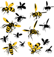 Wasps vector image