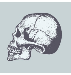 Human skull vector image