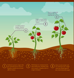Tomatoes growth and planting stages flat vector image