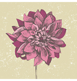 Dahlia flower vector image