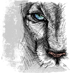Hand drawn Sketch of a lion looking intently at th vector image