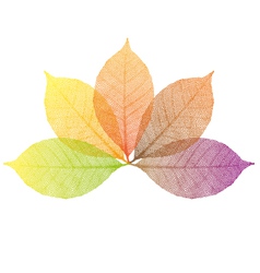 Autumn leaves vector image