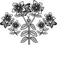 Hypericum vector image