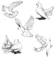 Doves silhouette vector image