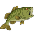 Bass fish vector image