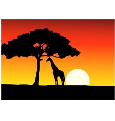 African Sunset background with giraffe vector image