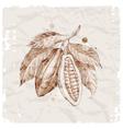 Hand drawn cocoa beans vector image