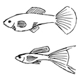 Guppy fish vector image