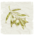 Hand drawn olive branch vector image