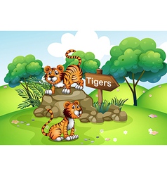 Tigers near the wooden arrow vector image