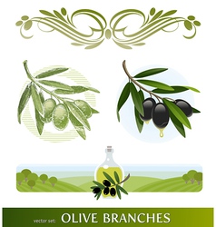 Set - olive branches vector image