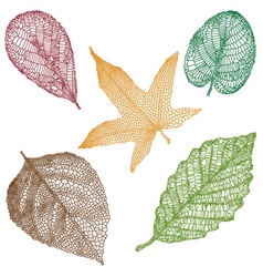 Detailed leaves vector image
