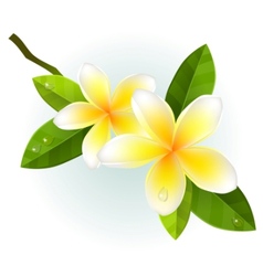 Frangiapani flowers isolated vector image