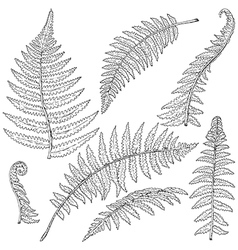 Doodle fern vector image