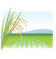 Rice field vector image