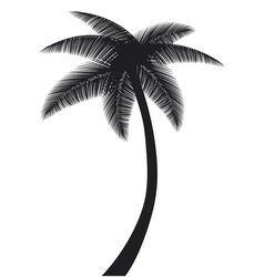 Palm leaf border Royalty Free Vector Image - VectorStock