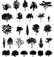 Tree silhouettes vector image
