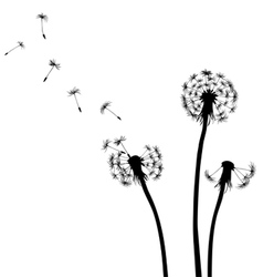Dandelion silhouettes black and white vector image