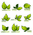 Glossy leaves and plants empblems icons and Glossy leaves and plants empblems icons and vector image