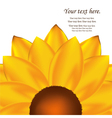 Sunflower vector image