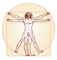 The Vitruvian man vector image