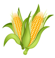 Corn vector image