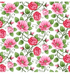 Roses pattern vector image
