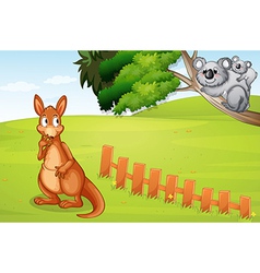 Kangaroo and koalas vector image