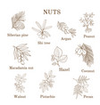 Collection of different nut branches Collection of different nut branches vector image