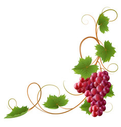 Vine vector image