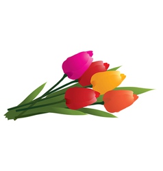 Colorful tulips vector image