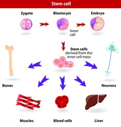 Stem cells vector image