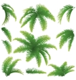 Branches of palm trees vector image