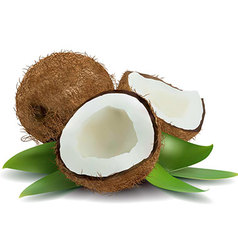 Coconut vector image