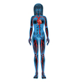 Human circulatory system vector image